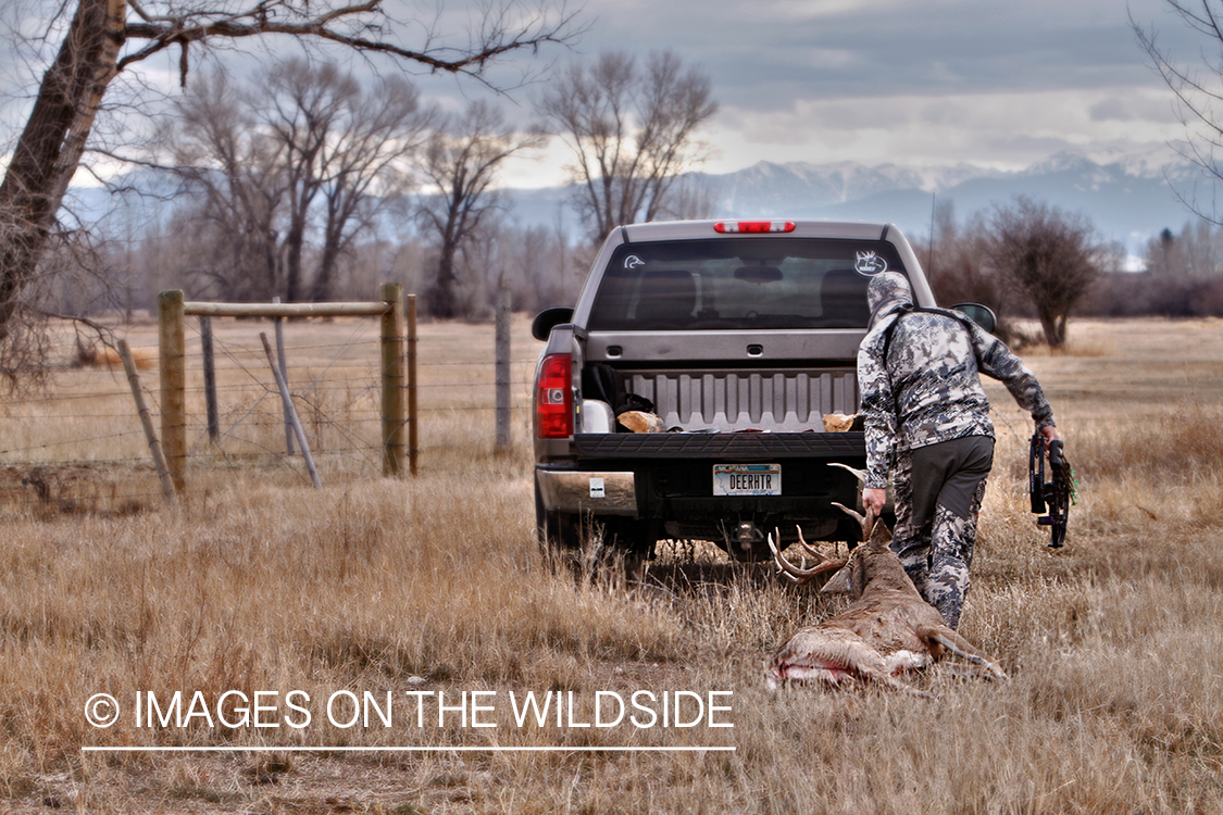 Bowhunter dragging downed white-tailed buck.