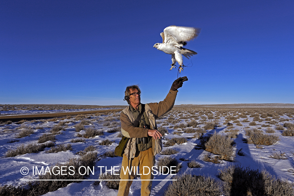 Falconer casting gyr falcon.