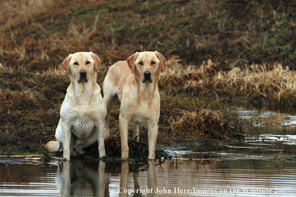 Yellow labrador retrievers in field.