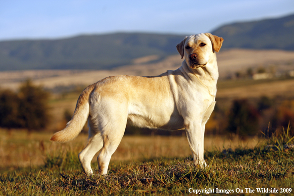 Yellow Labrador Retriever