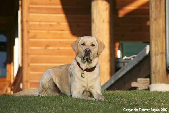Yellow Labrador Retriever in yard