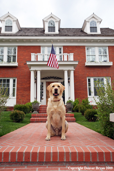Yellow Labrador Retriever in front of house