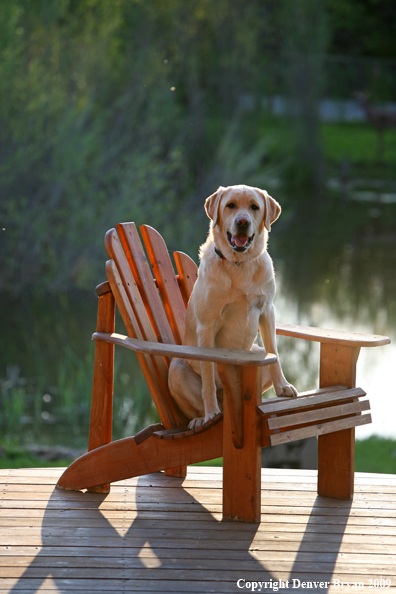 Yellow Labrador Retriever in chair