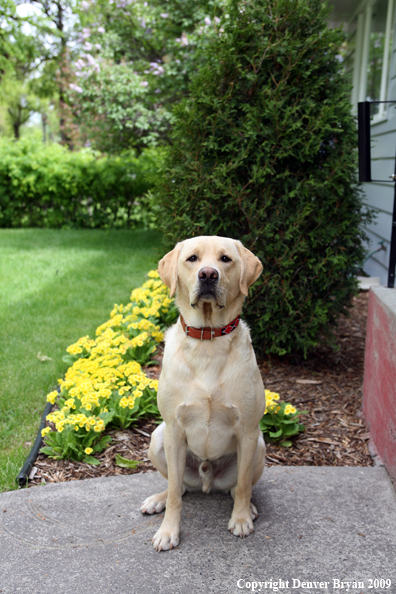 Yellow Labrador Retriever by flowers