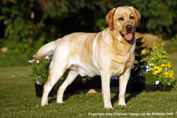 Yellow Labrador Retriever by flowers