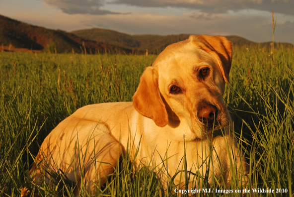 Yellow Labrador Retriever