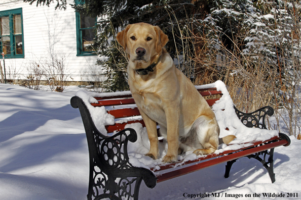 Yellow Labrador Retriever 