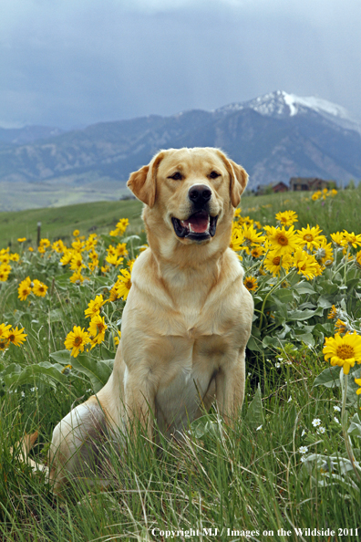 Yellow Labrador Retriever.