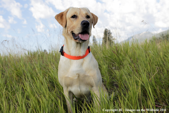 Yellow Labrador Retriever.