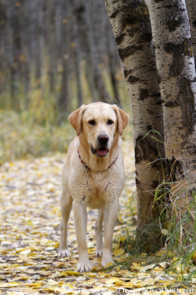 Yellow Labrador Retriever.