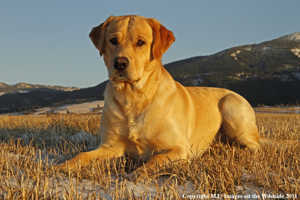 Yellow Labrador Retriever.