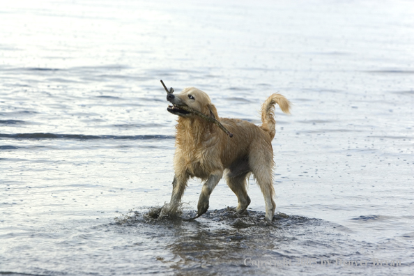 Golden Retriever fetching stick on beach.