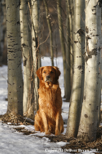 Golden Retriever 