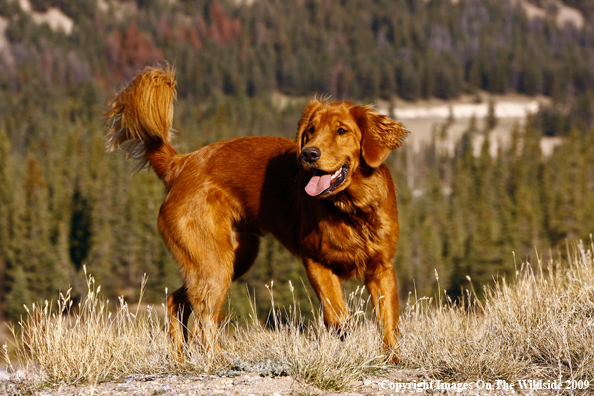 Golden Retriever