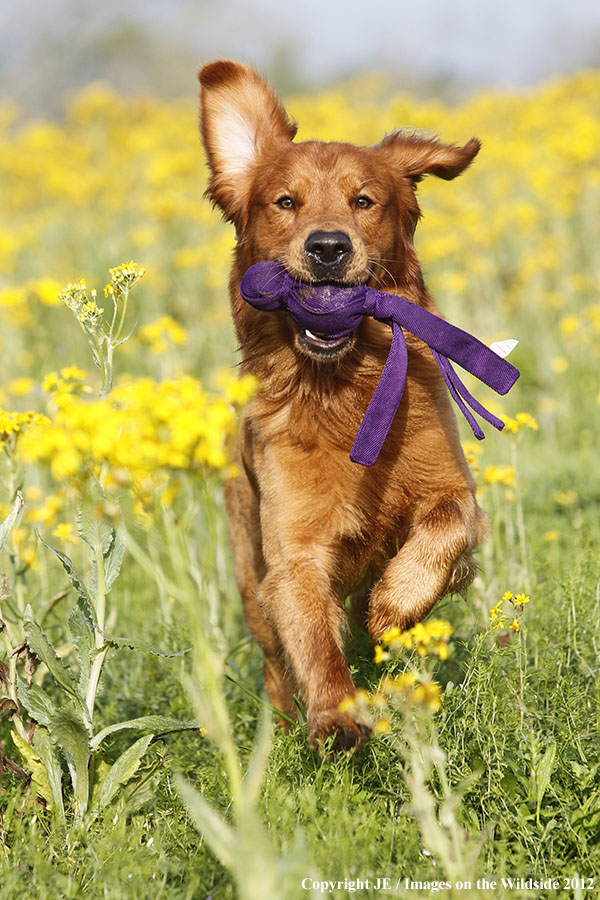 Golden Retriever with toy.