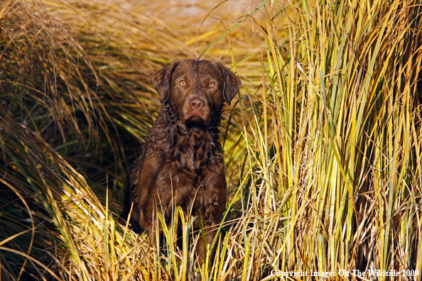 Chesapeake Bay Retriever