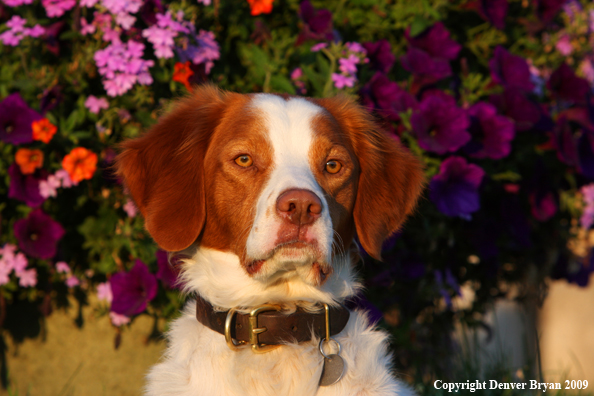 Brittany Spaniel in yard
