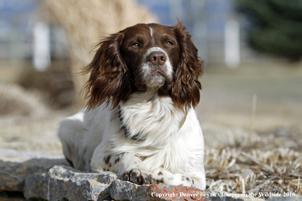Springer Spaniel.