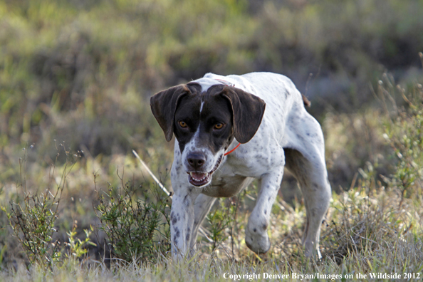 German shorthair on point. 