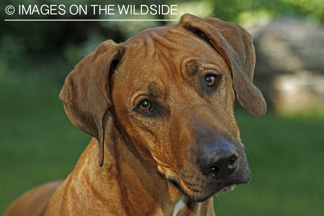 Rhodesian Ridgeback