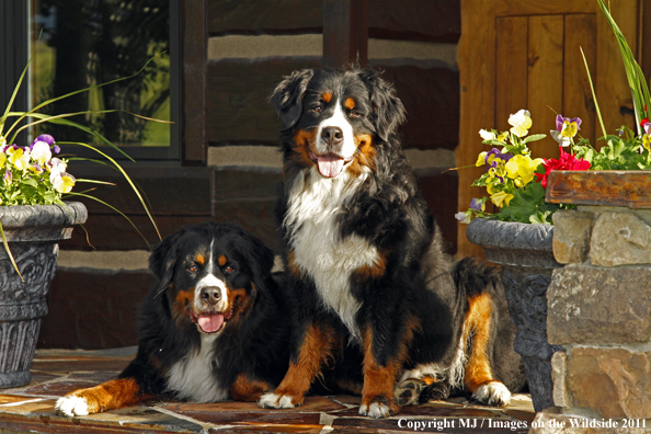 Bernese Mountain Dogs. 