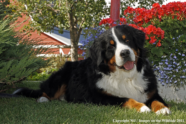 Bernese Mountain Dog.