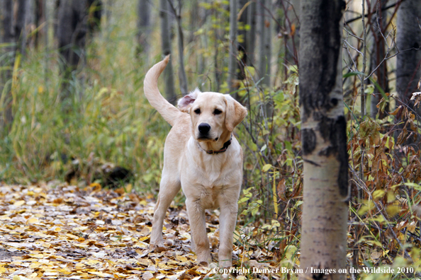 Yellow Labrador Retriever Puppy