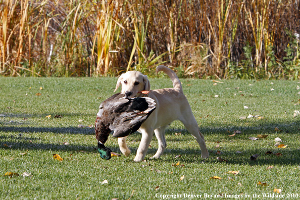 Yellow Labrador Retriever Puppy with duck.