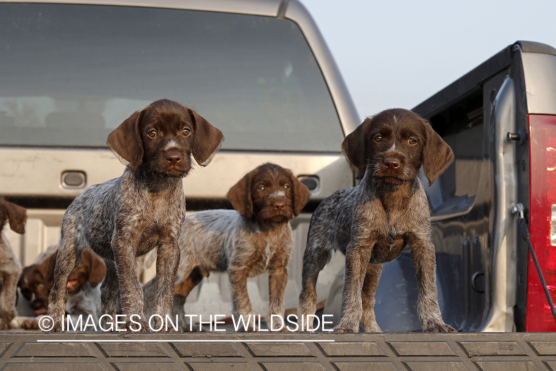Wirehaired Pointing Griffon puppies in bed of pickup.