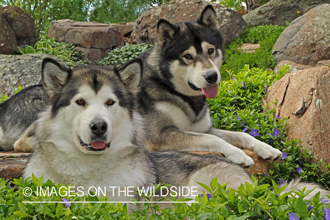 Alaskan Malamutes by flower bed.