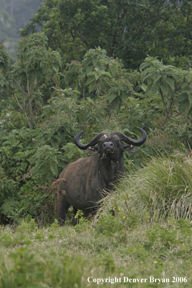 African Cape Buffalo