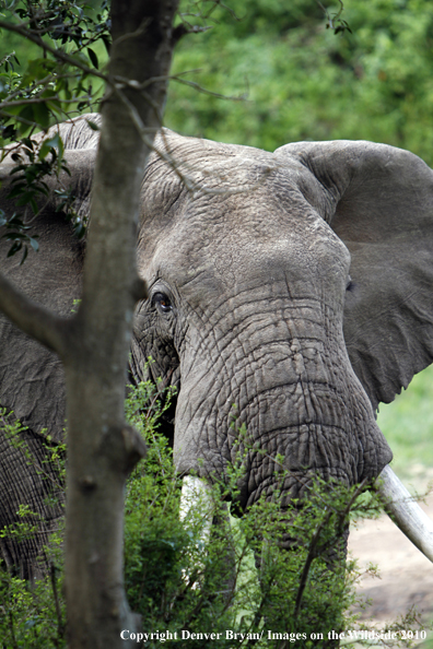 African Bull Elephant 