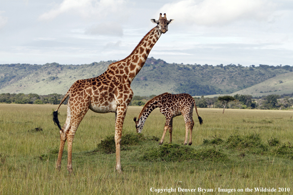 Masai Giraffe (adult with young)