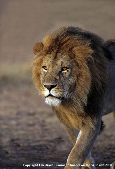 African Lion