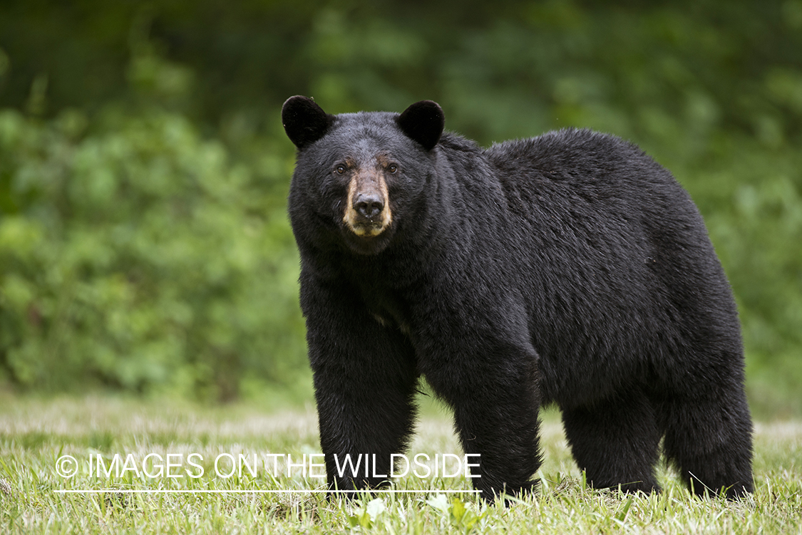 Black Bear in habitat. 