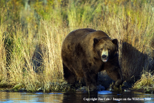 Brown bear in habitat