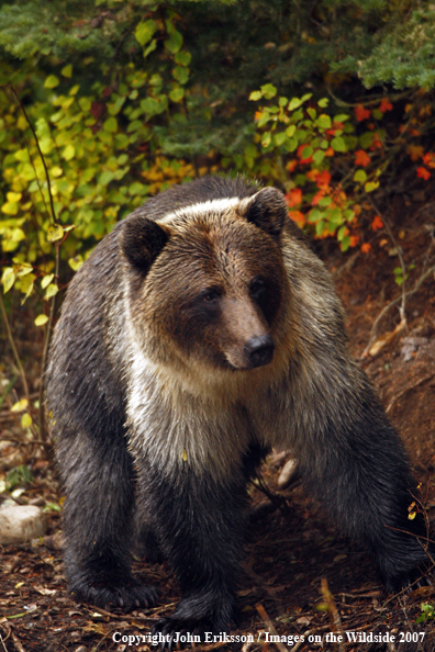 Grizzly bear in habitat