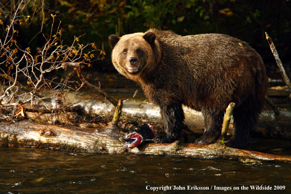 Brown/Grizzly Bear in habitat