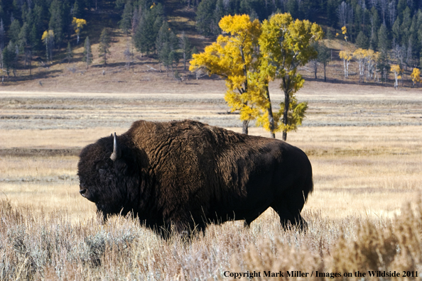 American Bison in falll habitat.