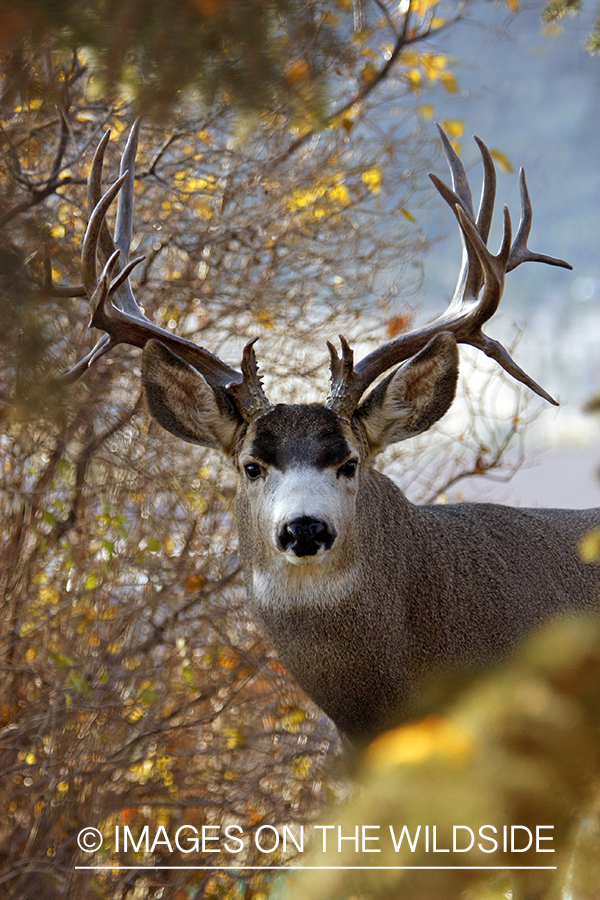 Mule deer 