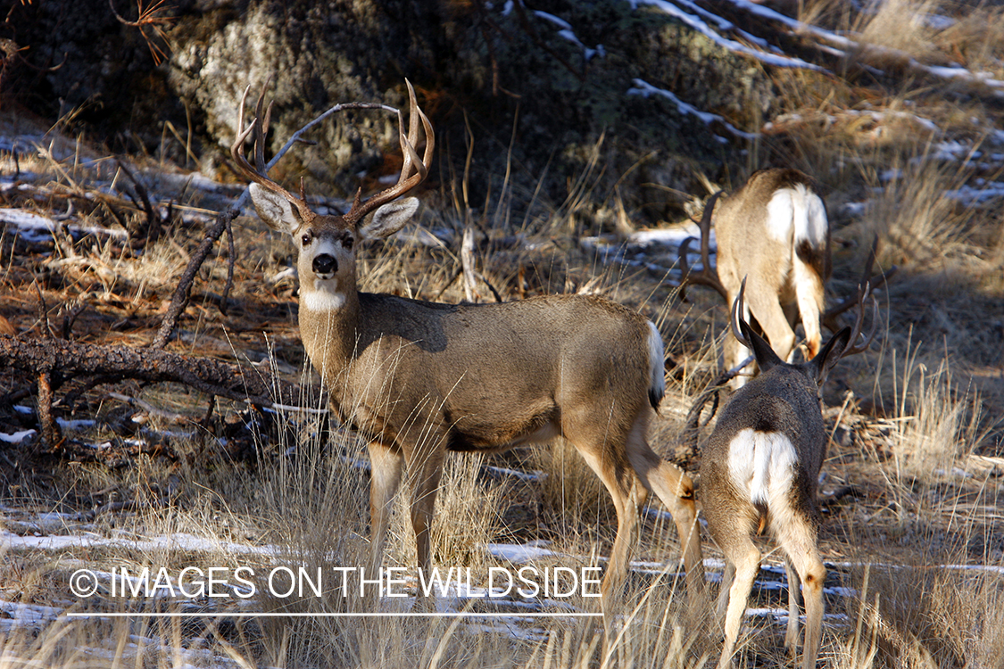 Mule deer 