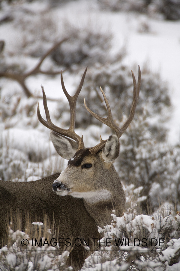 Mule deer 