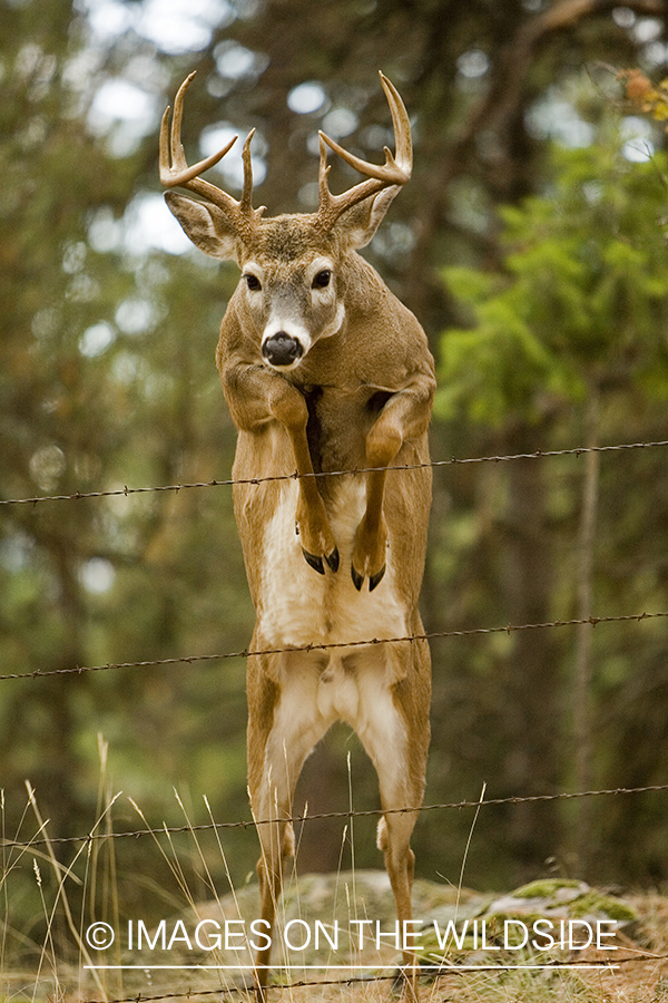 White-tailed deer jumping fence