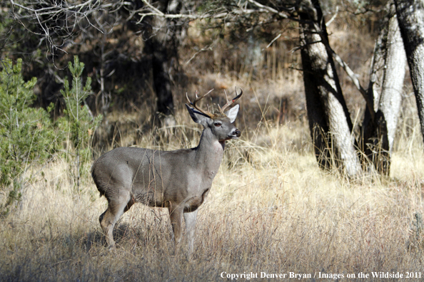 Coues white-tailed buck in field in Arizona. 