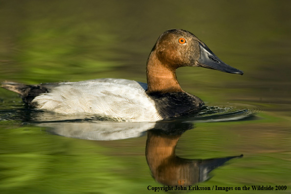 Canvasback drake in habitat