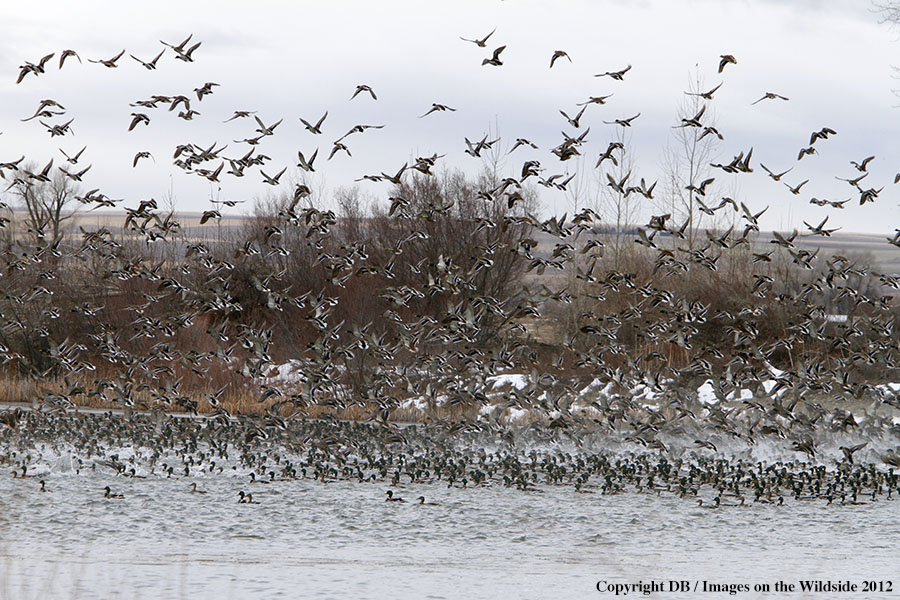 Large flock of Mallards in habitat.
