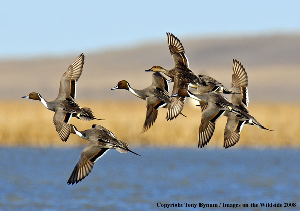 Pintails in habitat