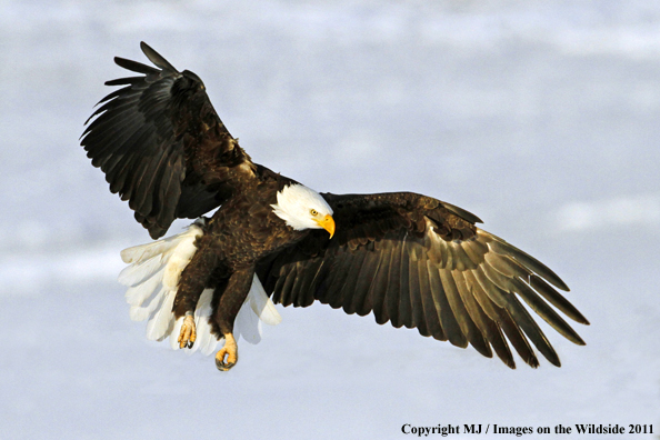 Bald Eagle flying habitat. 
