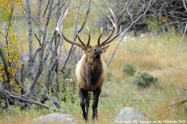 Rocky Mountain Bull Elk