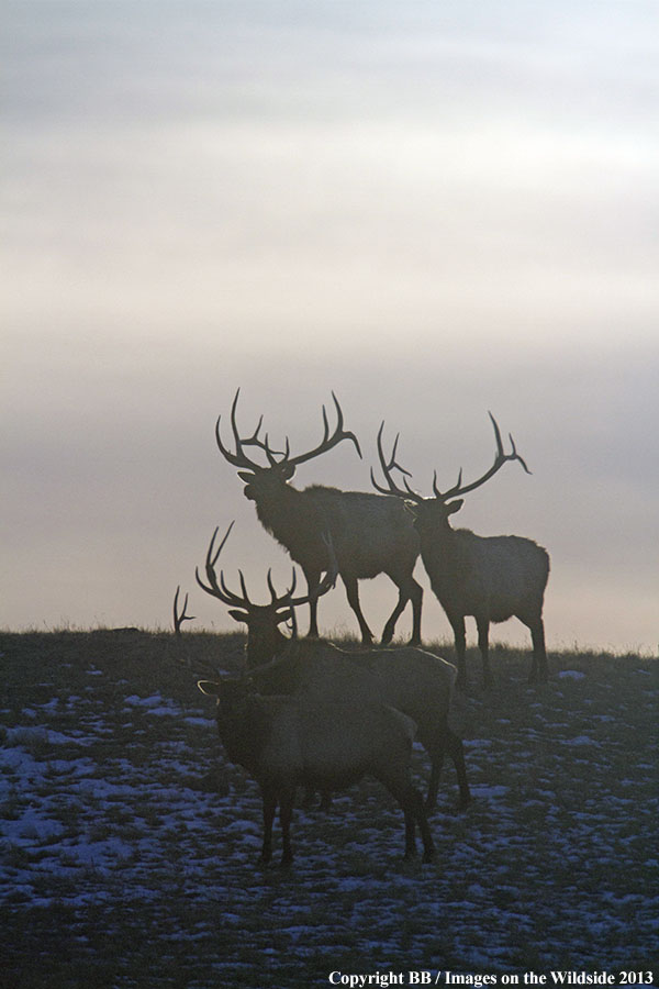 Rocky Moutain Elk in habitat.